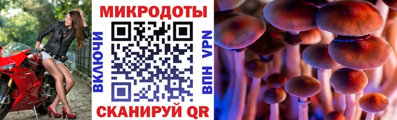 где продают   Качканар  Псилоцибиновые грибы Cubensis 